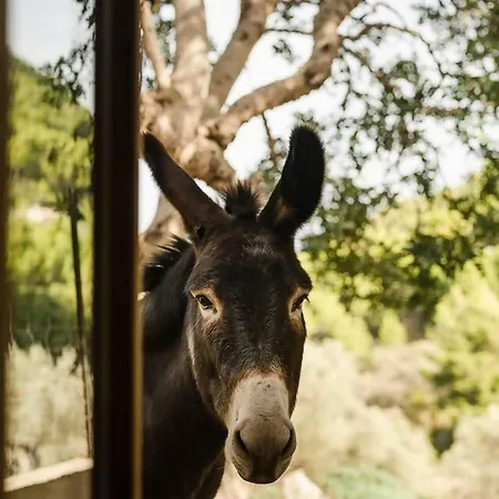 Casa Tramuntana Сasa de vacaciones Valldemossa (Mallorca)